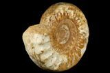 Jurassic Ammonite (Kranosphinctes?) Fossil - Madagascar #181816-2